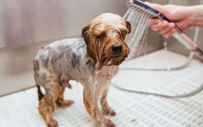 Chó con bao nhiêu ngày thì tắm được và những lưu ý khi tắm cho chó