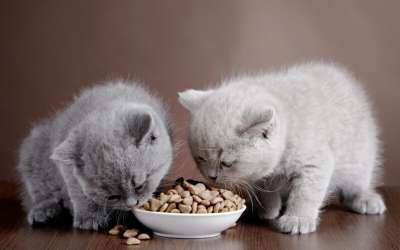 Cho mèo con ăn gì và những lưu ý khi chăm sóc và nuôi dưỡng